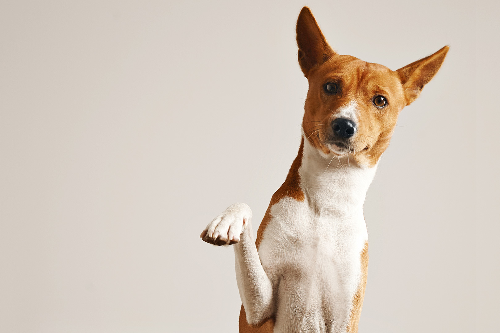 La salute del tuo animale, la nostra missione!
