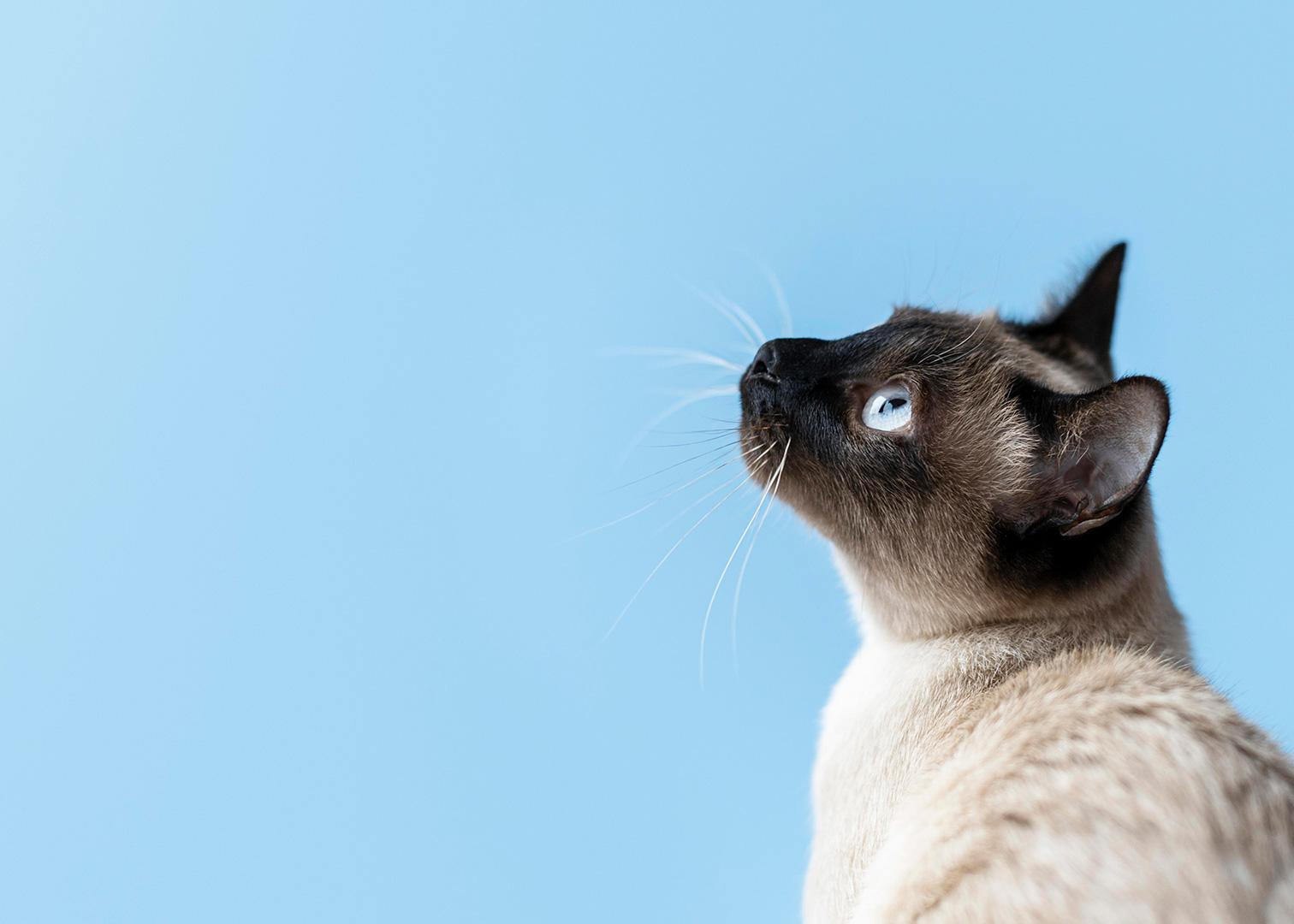 Al fianco del tuo animale, ogni giorno